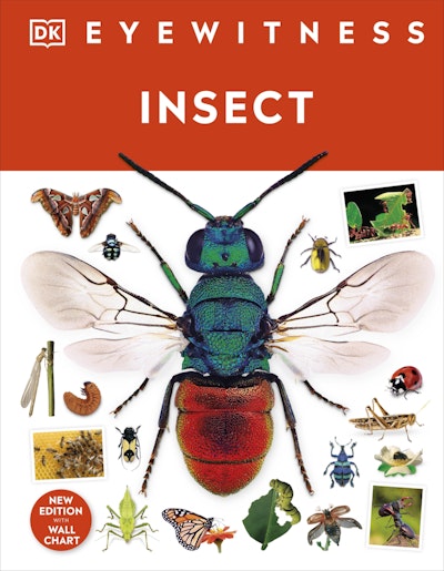 Insect