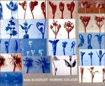 Karl Blossfeldt