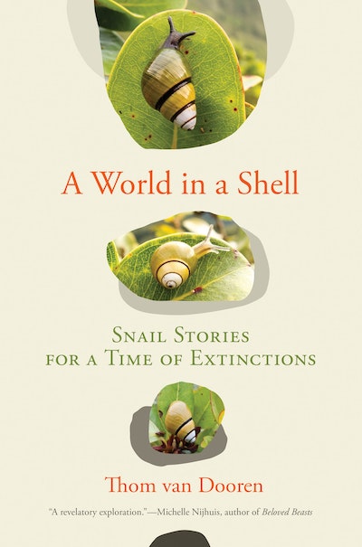 A World in a Shell