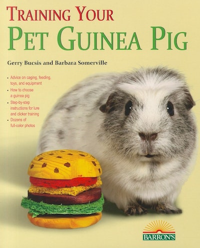Training Your Guinea Pig