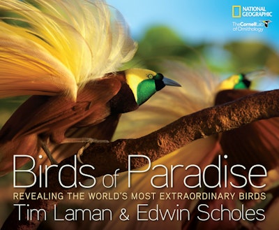 Birds of Paradise