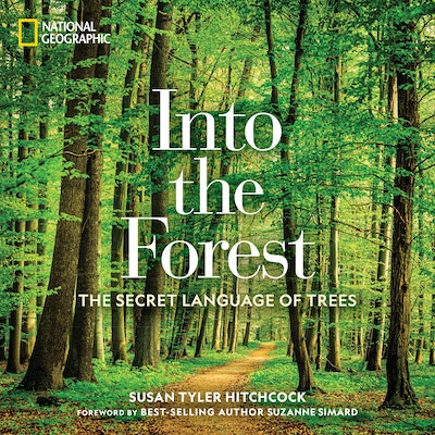 Into the Forest