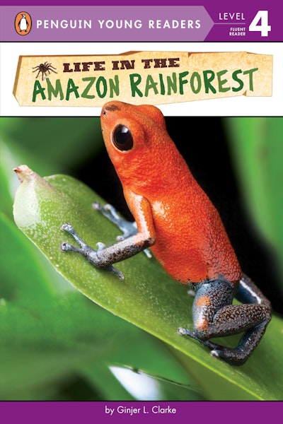 Life In The Amazon Rainforest