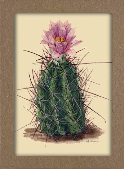 Smithsonian Cacti Notecard Set - Artwork by Mary Emily Eaton