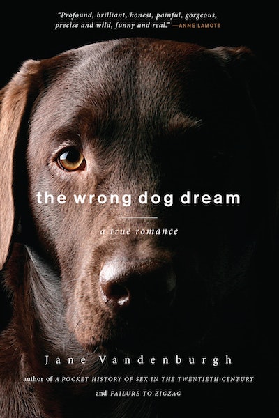 The Wrong Dog Dream