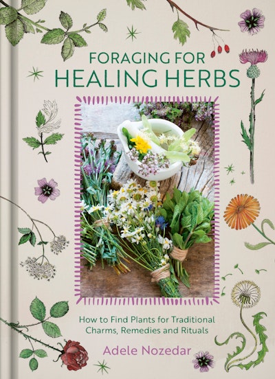 Foraging for Healing Herbs