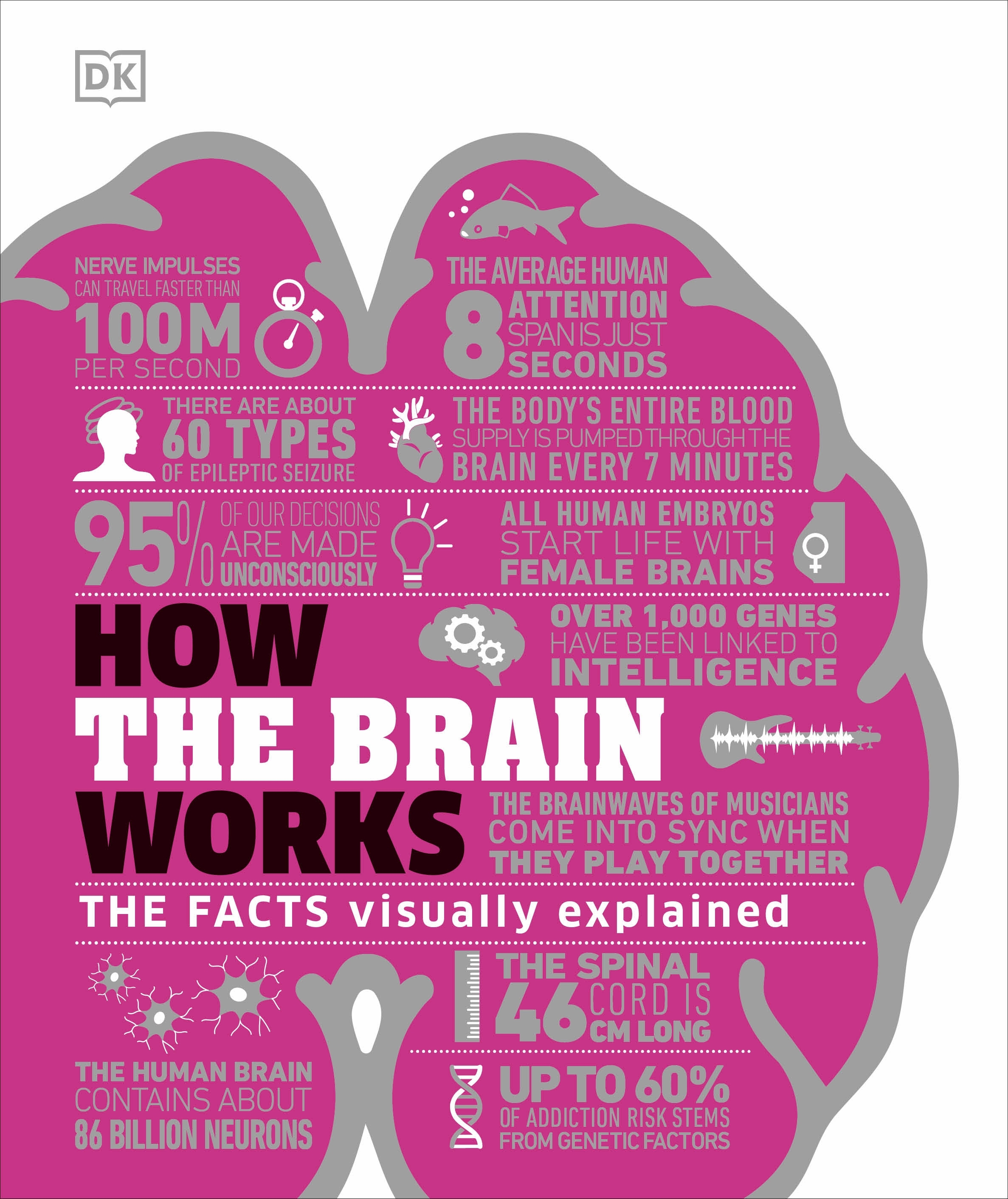 How The Brain Works By DK Penguin Books New Zealand