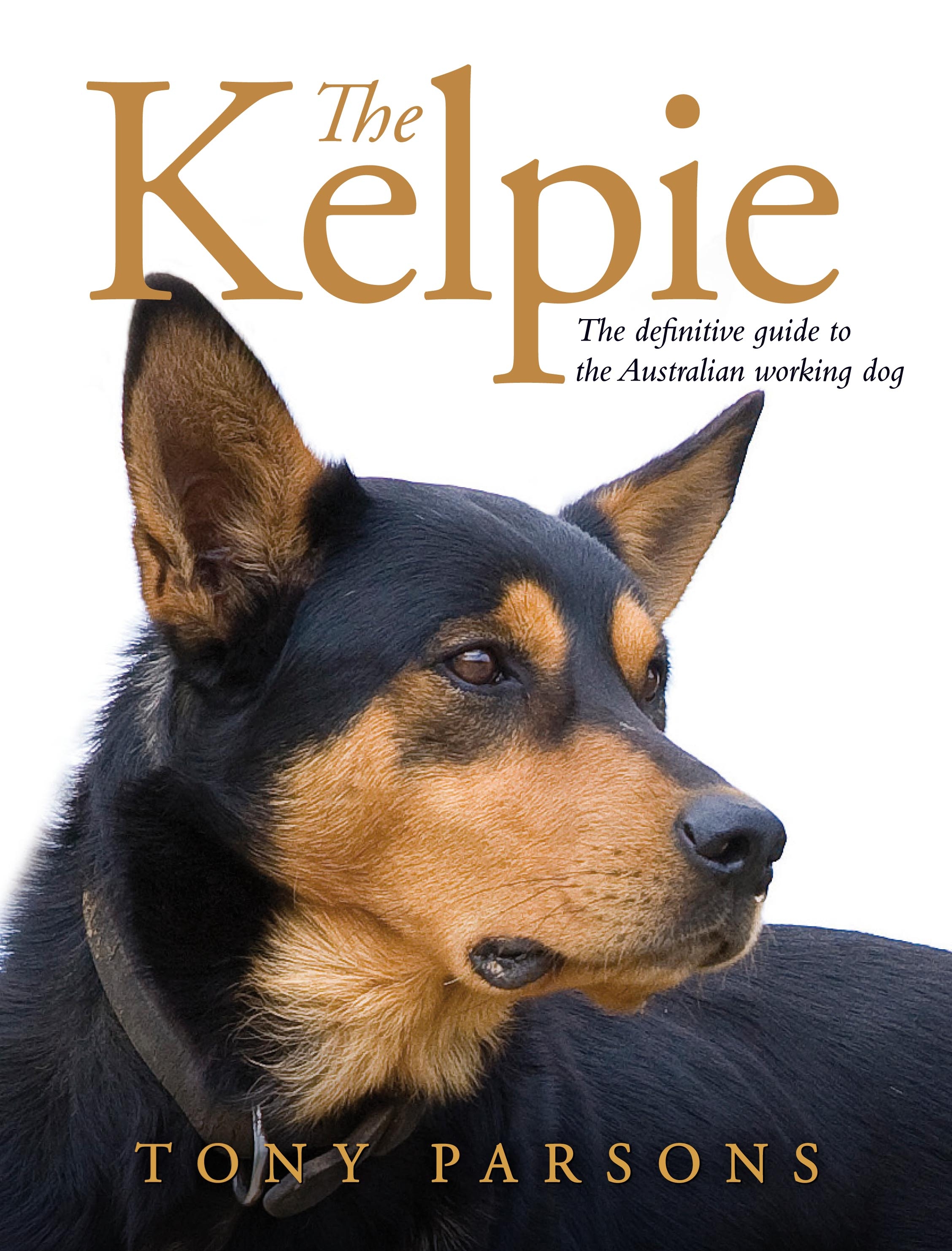 the kelpie dog
