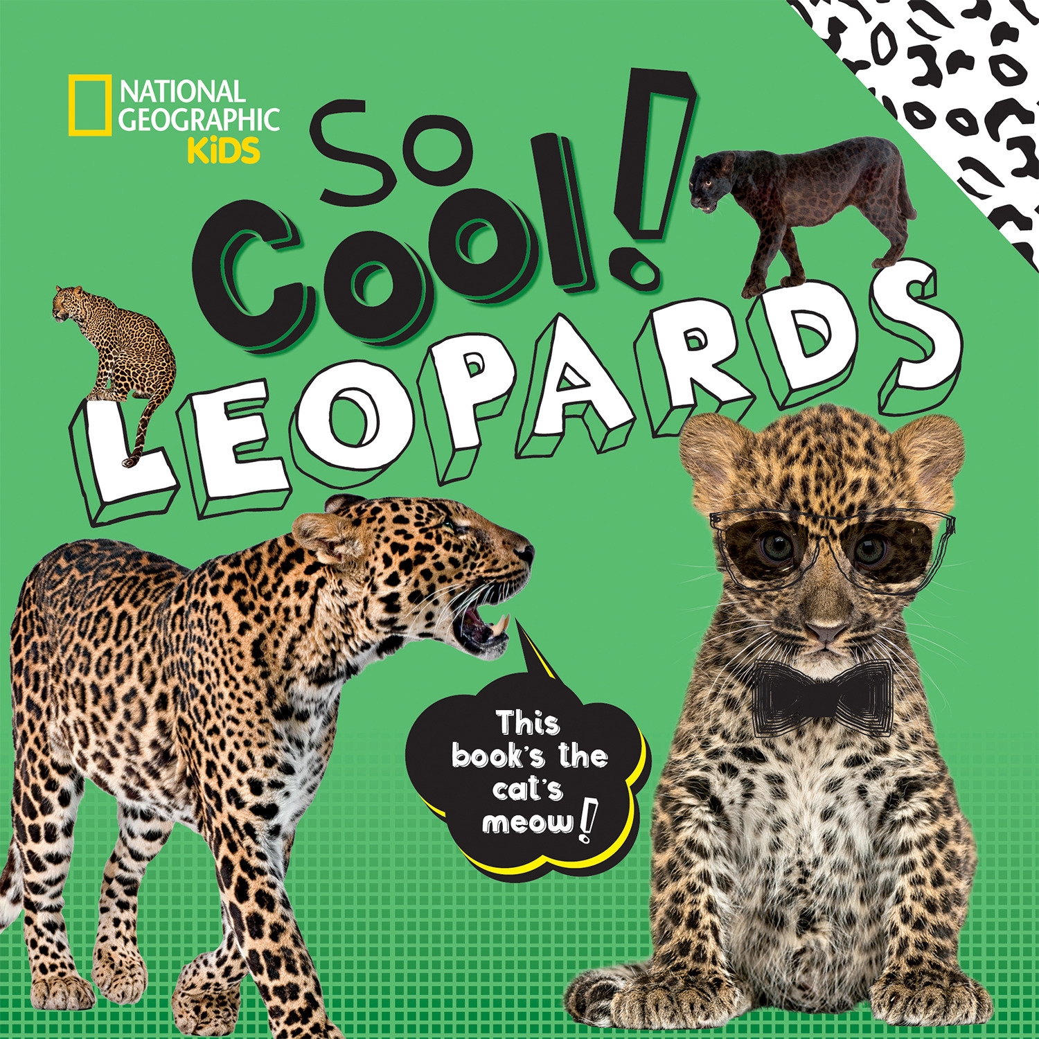 So Cool! Leopards by CRISPIN BOYER - Penguin Books Australia