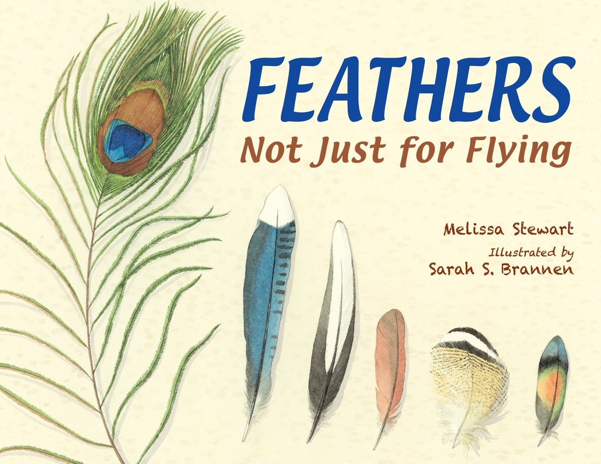Feathers By Melissa Stewart Penguin Books Australia 