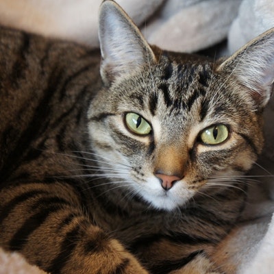 portrait photo of Blossom Sauers